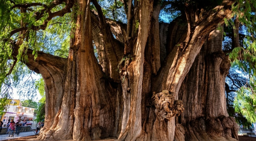 Árbol del Tule ancient Montezuma cypress in Santa María del Tule Oaxaca
